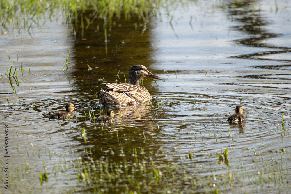 mother duck and her baby ducklings go for a swim mother duck and her baby ducklings go for a swim