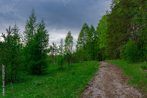 Picturesque landscape of a path in green forest in summer
