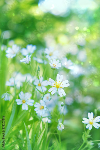 Stellaria holostea flowers on gentle nature background. spring summer season. floral artistic scene