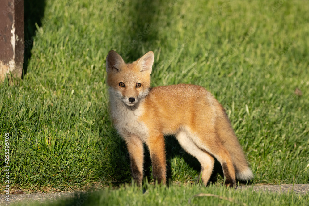 red fox pups explore the park on a sunny day