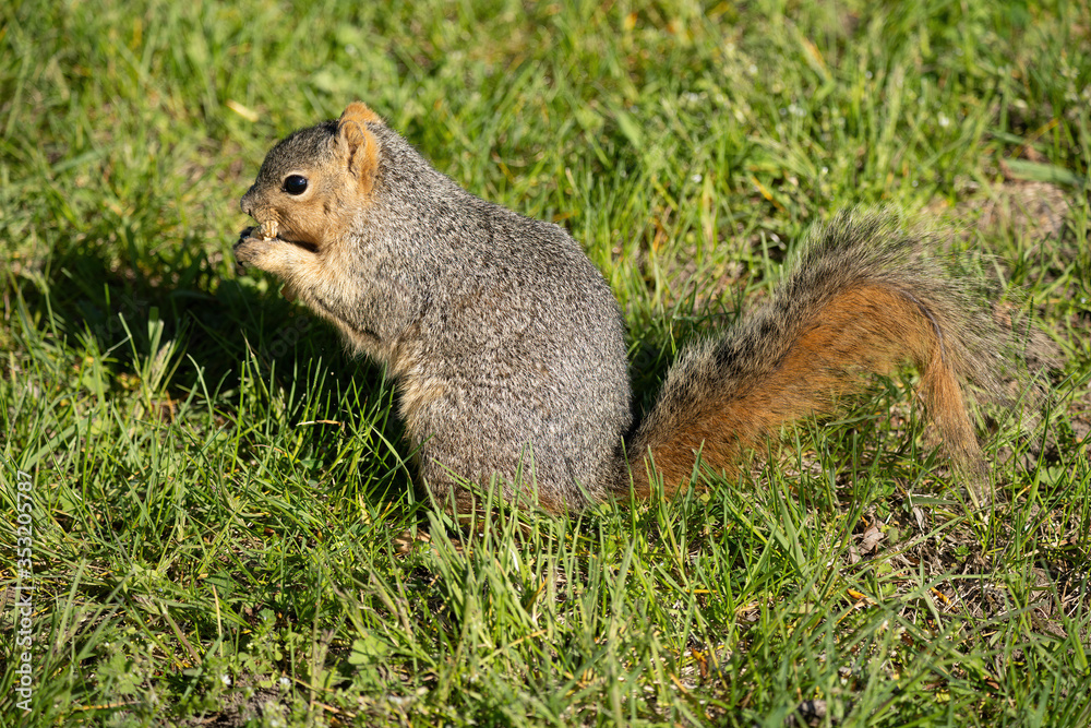 squirrel enjoys a sunny day at the park while looking for food squirrel enjoys a sunny day at the park while looking for food