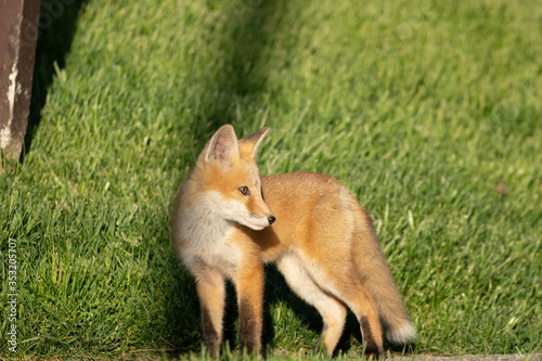 red fox pups explore the park on a sunny day