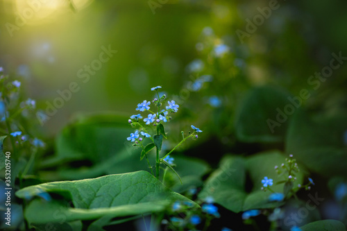 
Brunner Siberian blooms with blue flowers in the forest