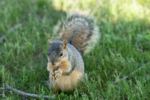 squirrel enjoys a sunny day at the park while looking for food
