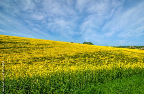 Wonderful panoramic view on the rapeseed field waves