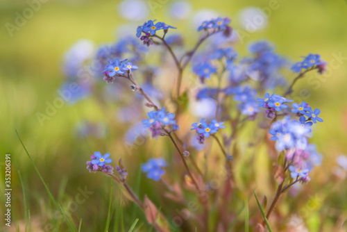 blue flowers in grass