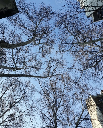 tree in the city