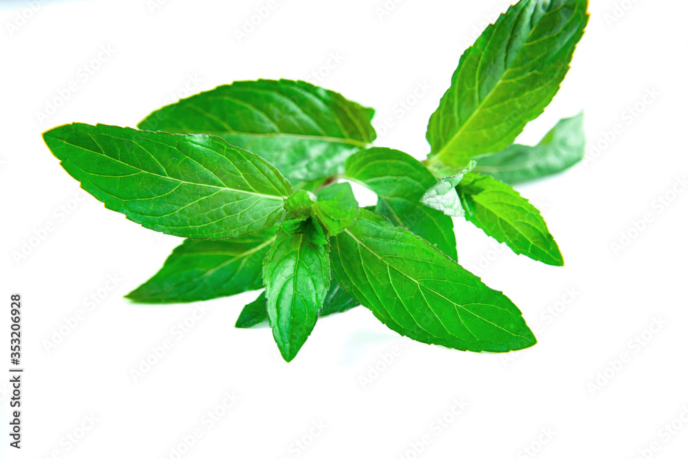 Green mint leaves isolated on white background Green mint leaves isolated on white background