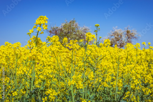 yellow rapeseed field and blue sky
