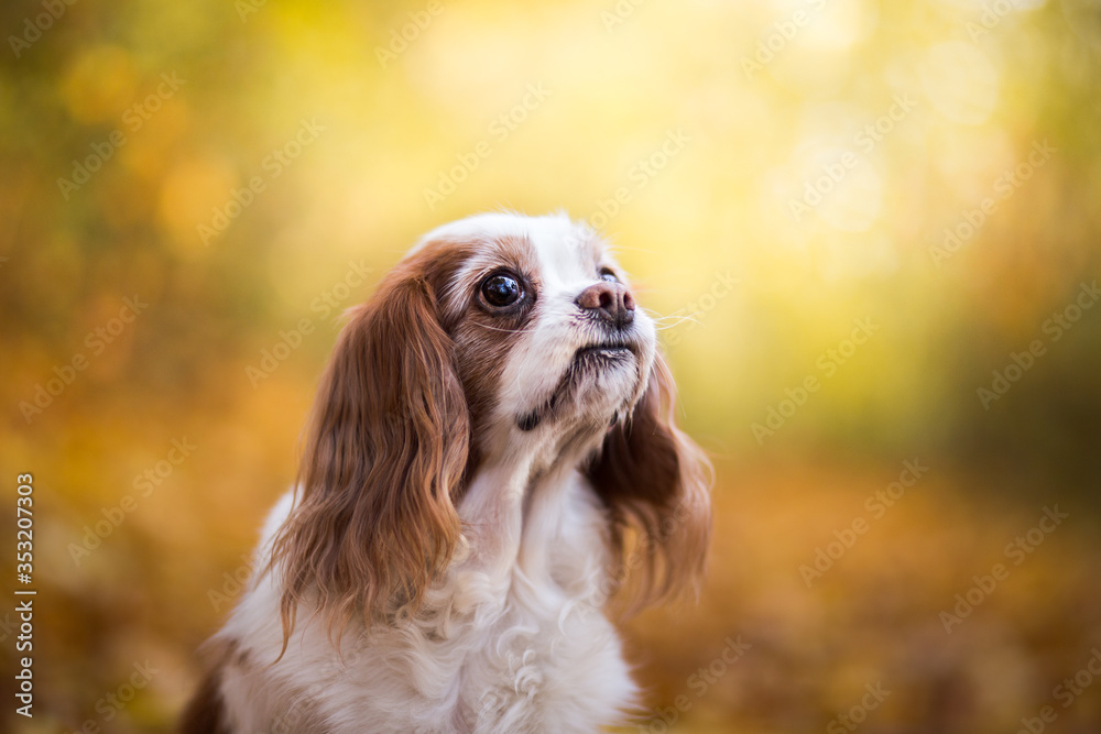 King charles spaniel autumn portrait King charles spaniel autumn portrait