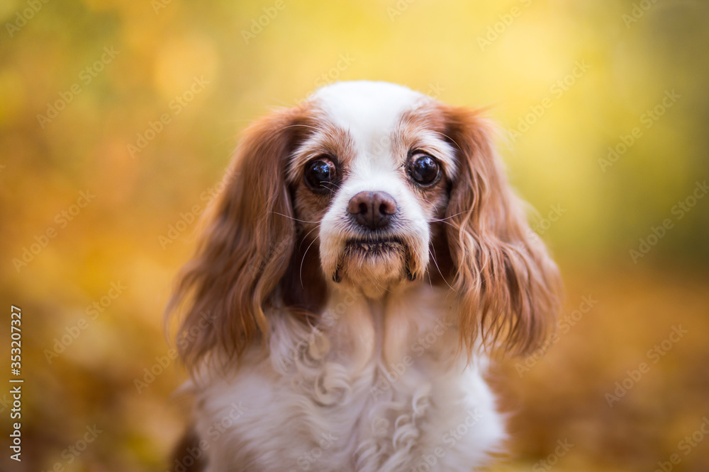 King charles spaniel autumn portrait King charles spaniel autumn portrait