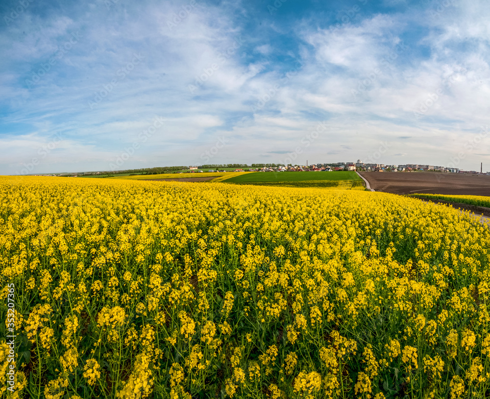 Obraz premium Fields of Oilseed Rape in Bloom and blue sky