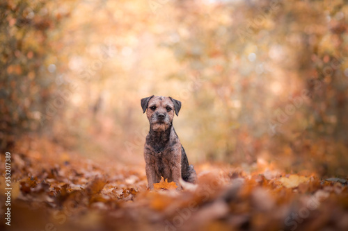 Fotografie Border terrier in the autumn nature