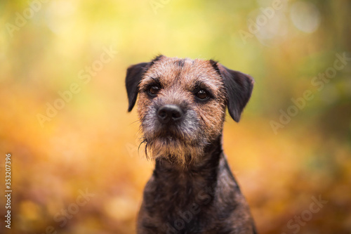Obraz na plátně Border terrier in the nature