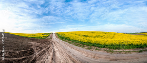 Dirt Road in Fields of Rape in Bloom under Blue Sky photo