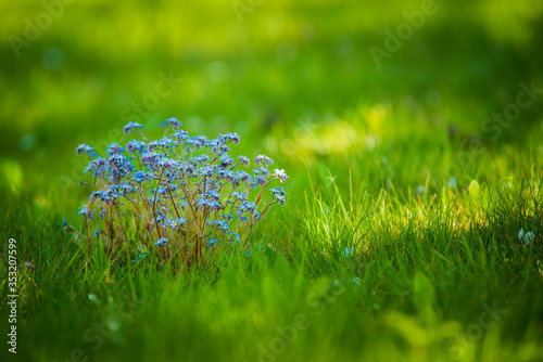 blue flowers in grass