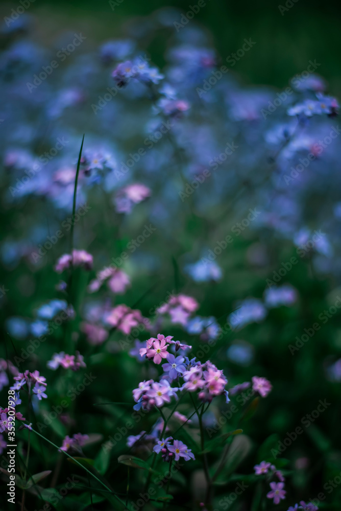 Fototapeta premium violet and blue forget-me-not flowers in bloom
