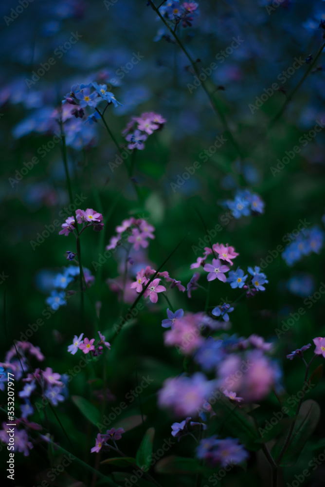 Fototapeta premium violet and blue forget-me-not flowers in bloom