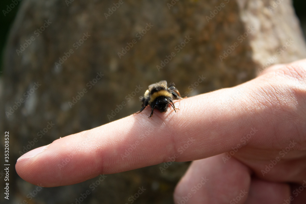 Obraz premium Hummel auf Finger