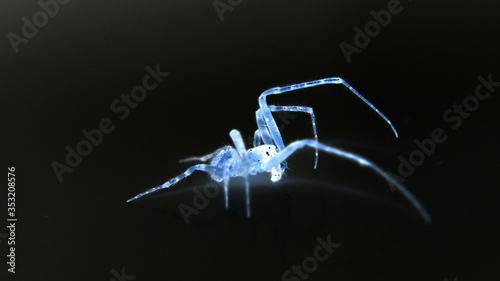 Leuchtende Spinne 
