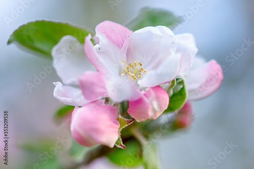 Apple tree flowers close-up