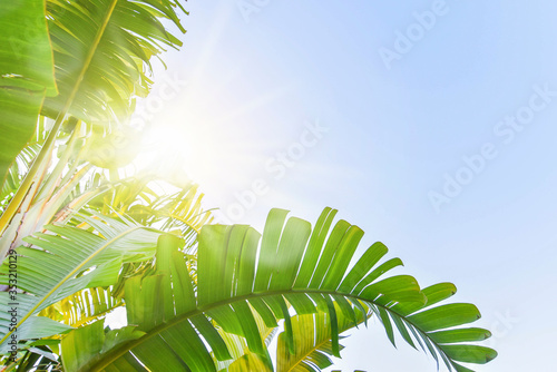 Summer background with palm