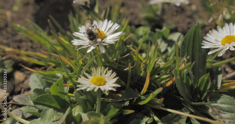 Une abeille solitaire sur une pâquerette 