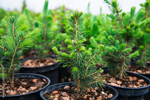 Saplings coniferous trees in pots in plant nursery photo