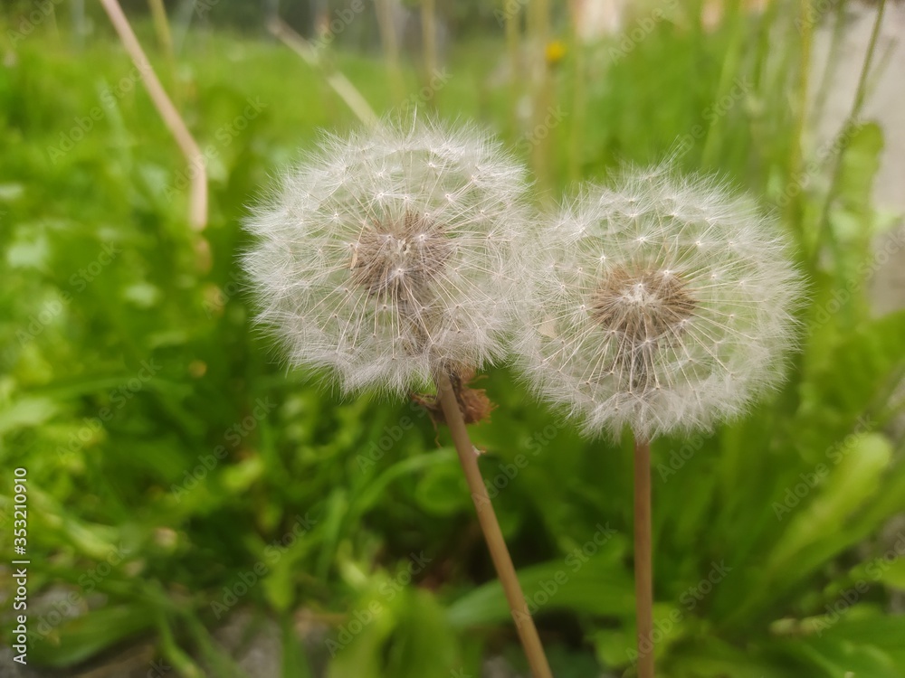 DIENTE DE LEÓN, NATURALEZA, PRIMAVERA, VERANO
DANDELION, NATURE, SPRING, SUMMER DIENTE DE LEÓN, NATURALEZA, PRIMAVERA, VERANO
DANDELION, NATURE, SPRING, SUMMER