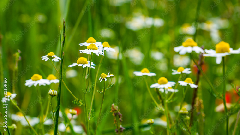Gänseblumen in voller Pracht am Feldrand Gänseblumen in voller Pracht am Feldrand