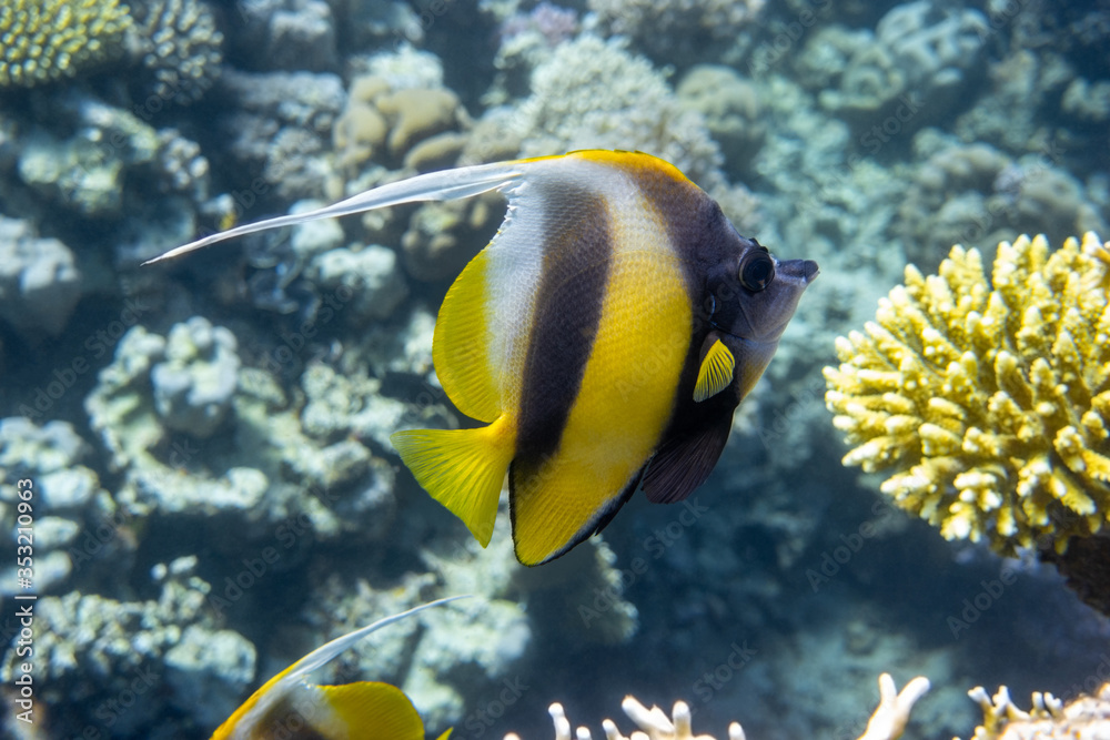 Pennant coralfish (Heniochus acuminatus, longfin bannerfish) in Red Sea, Egypt. Tropical striped black and yellow fish in a coral reef. Close-up, side view. Pennant coralfish (Heniochus acuminatus, longfin bannerfish) in Red Sea, Egypt. Tropical striped black and yellow fish in a coral reef. Close-up, side view.