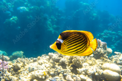 Raccoon Butterflyfish (Chaetodon lunula, crescent-masked, moon butterflyfish) over a coral reef, clear blue water. Colorful tropical fish with black and yellow stripes. Close-up, side view.