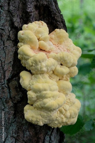 Laetiporus sulphureus is a species of bracket fungus. Its common names are crab-of-the-woods, sulphur polypore, sulphur shelf, and chicken-of-the-woods. Young specimens are edible and tasty.  photo