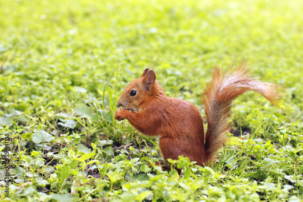 Sciurus. Rodent. The squirrel sits on the grass and eats. Beautiful red squirrel in the park Sciurus. Rodent. The squirrel sits on the grass and eats. Beautiful red squirrel in the park