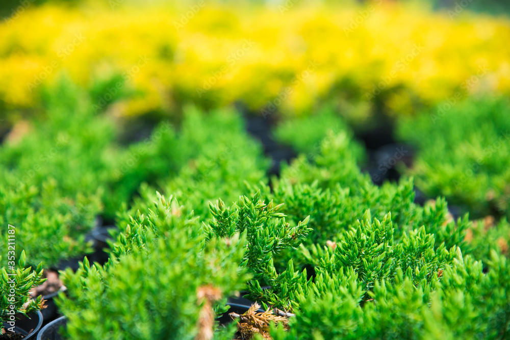 Saplings coniferous trees in pots in plant nursery Saplings coniferous trees in pots in plant nursery