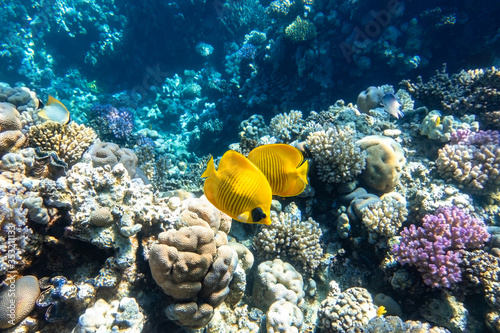 Blue-cheeked butterflyfish  Chaetodon semilarvatus  Blue mask  Golden butterflyfish  over a coral reef. Beautiful seascape and a pair of tropical yellow striped fish in Red Sea. Underwater diversity.