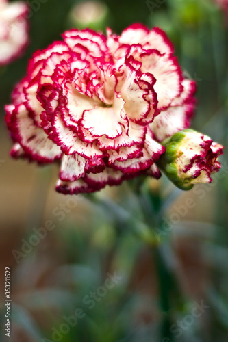 Beautiful White Red Carnation Flowers.