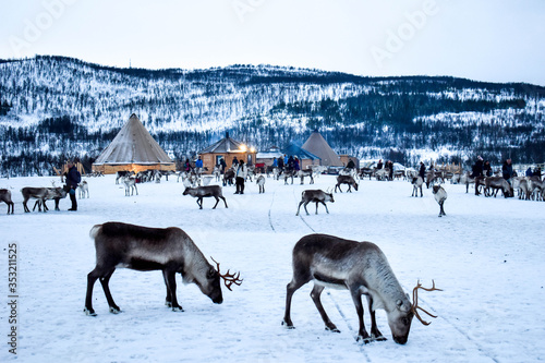 Beautiful wild reindeer in traditional Sami camp in northern Norway, Tromso