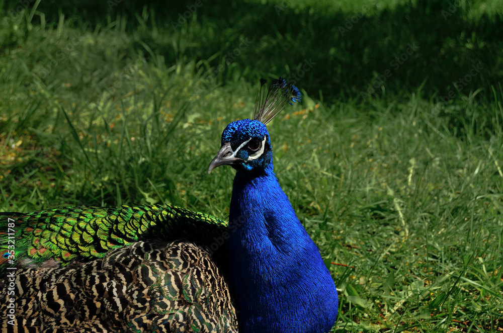 custom made wallpaper toronto digitalPeacock walks on green spring grass at zoo