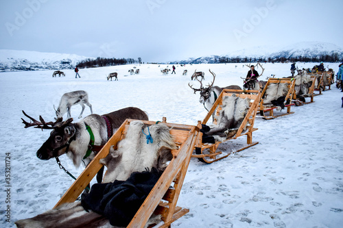 Winter reindeer sledding above the arctic circle, Tromso, Norway