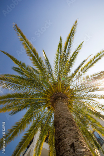 A large palm tree against a Sunny blue sky. View of the crown from bottom to top
