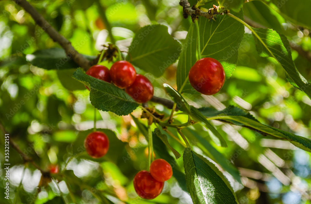 Red ripe cherries in the treetops 