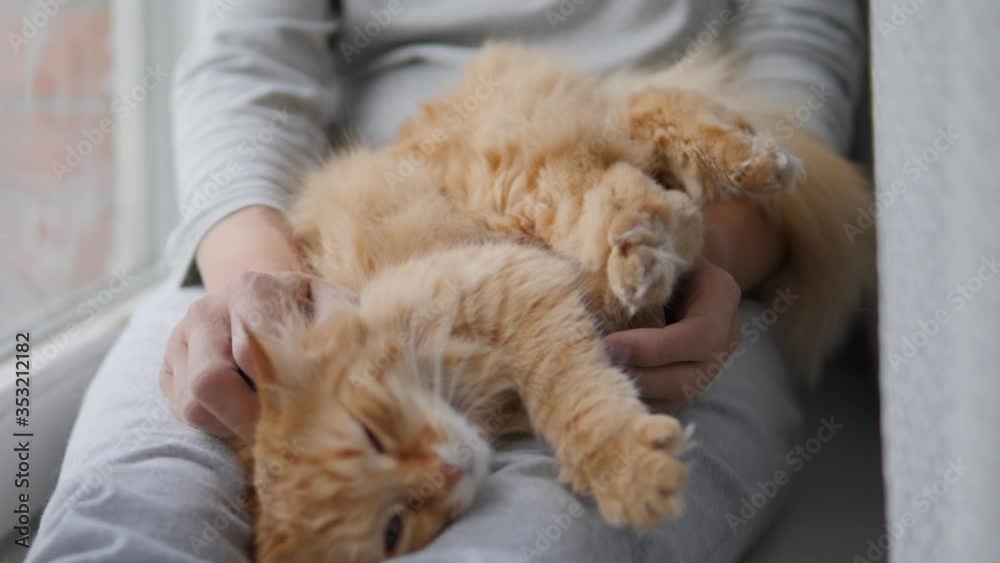 Woman is stroking cute ginger cat on windowsill. Fluffy pet purring with pleasure. Cozy home. Woman is stroking cute ginger cat on windowsill. Fluffy pet purring with pleasure. Cozy home.