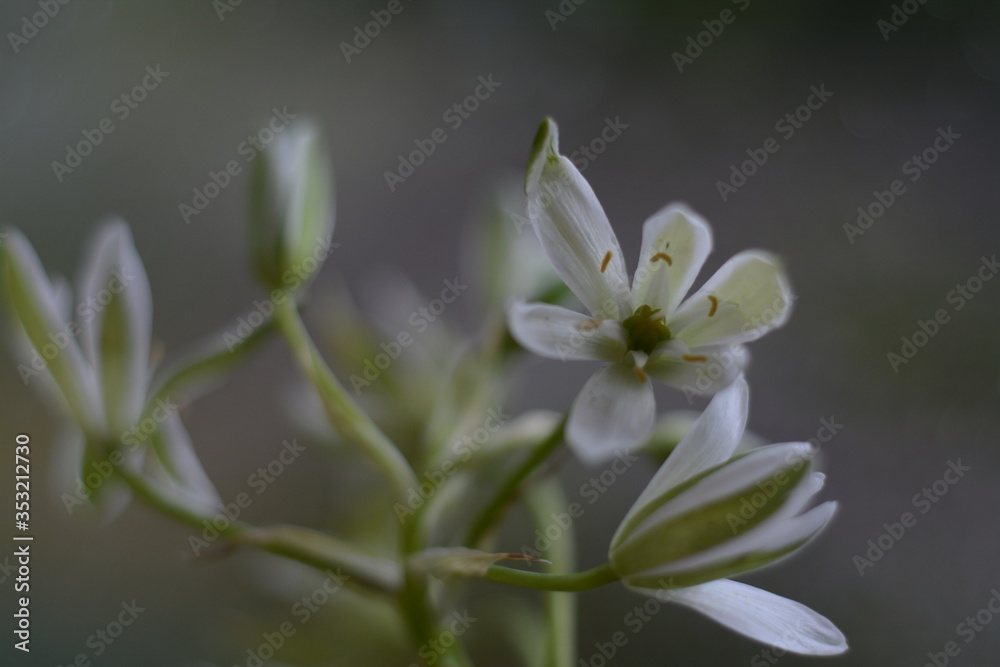 Small white ornithogalum flowers on a gray background Small white ornithogalum flowers on a gray background