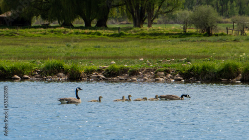 Goose Family on a Lake