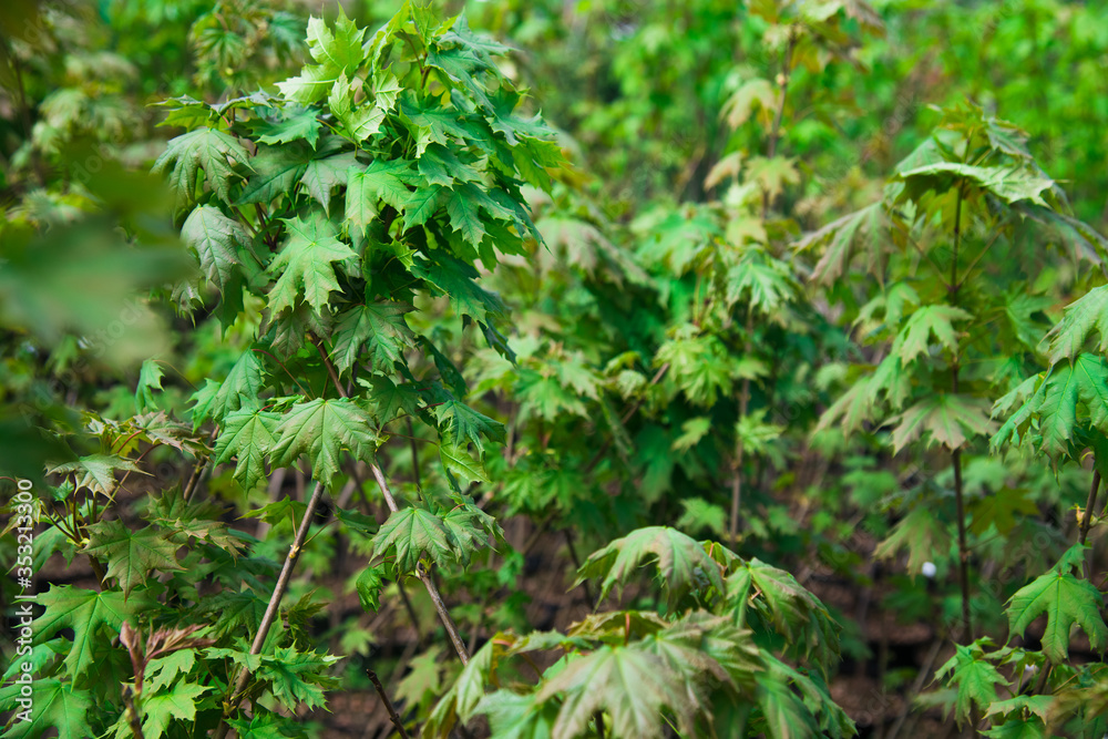 Rows of young maple trees in plastic pots on plant nursery Rows of young maple trees in plastic pots on plant nursery