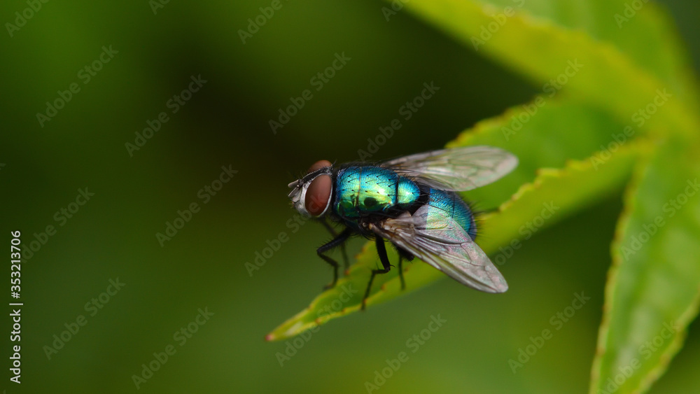 Metalic fly Metalic fly