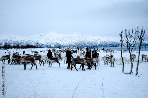 Beautiful wild reindeer in traditional Sami camp in northern Norway, Tromso