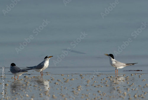 Saunders terns at Busaiteen coast, Bahrain photo