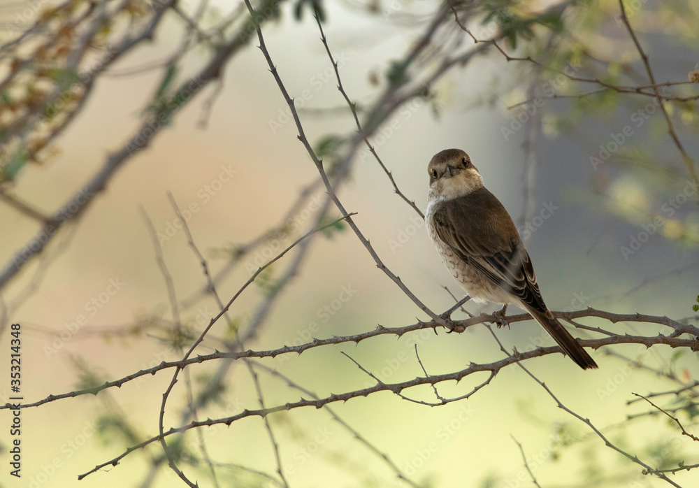 Isabelline Shrike perched on a acacia tree, Bahrain Isabelline Shrike perched on a acacia tree, Bahrain